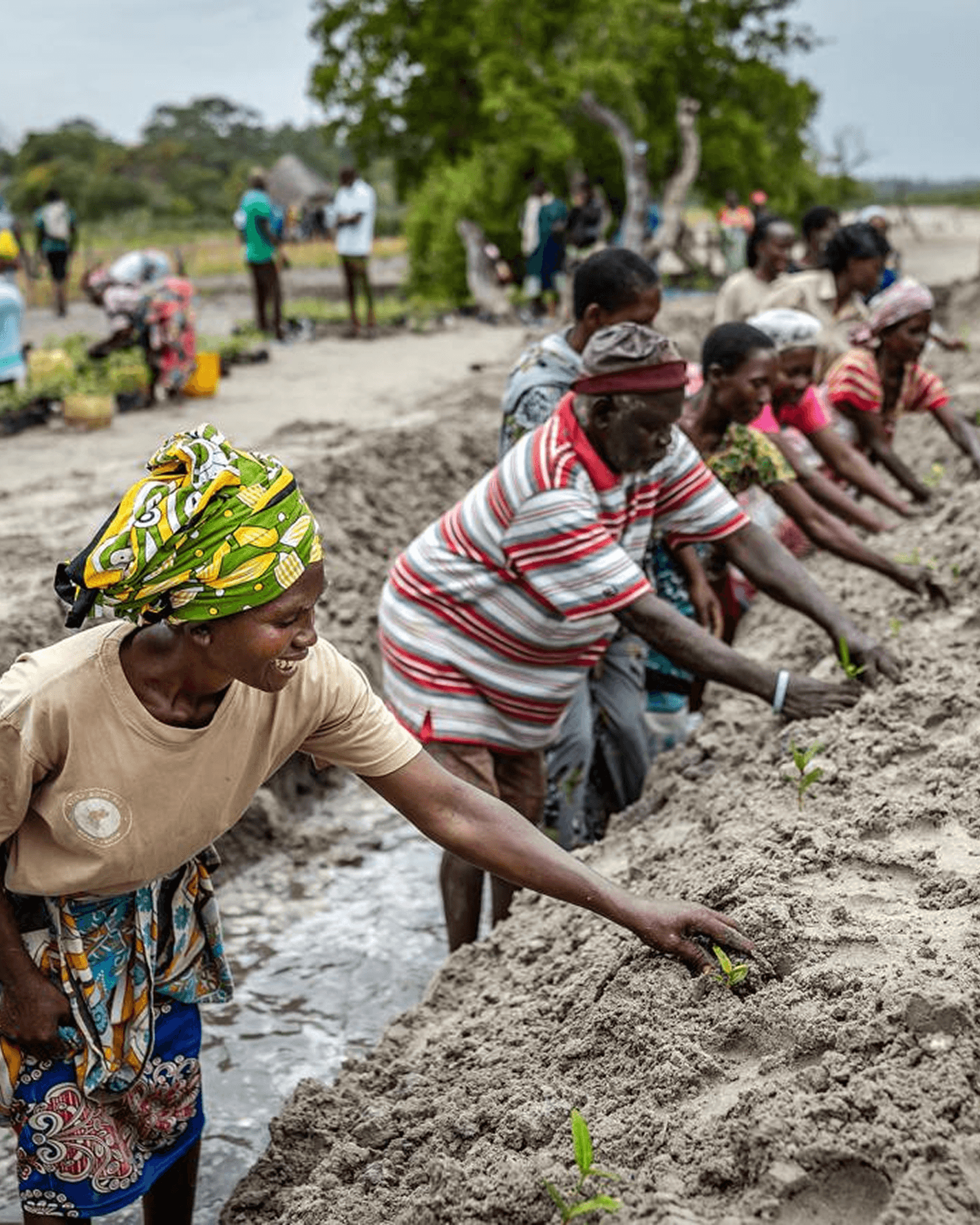 Community members planting mangrove seedlings along a tidal flat