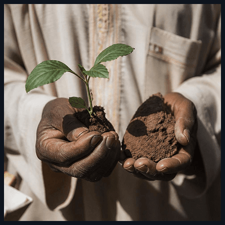 Cupped hands holding a seedling and soil